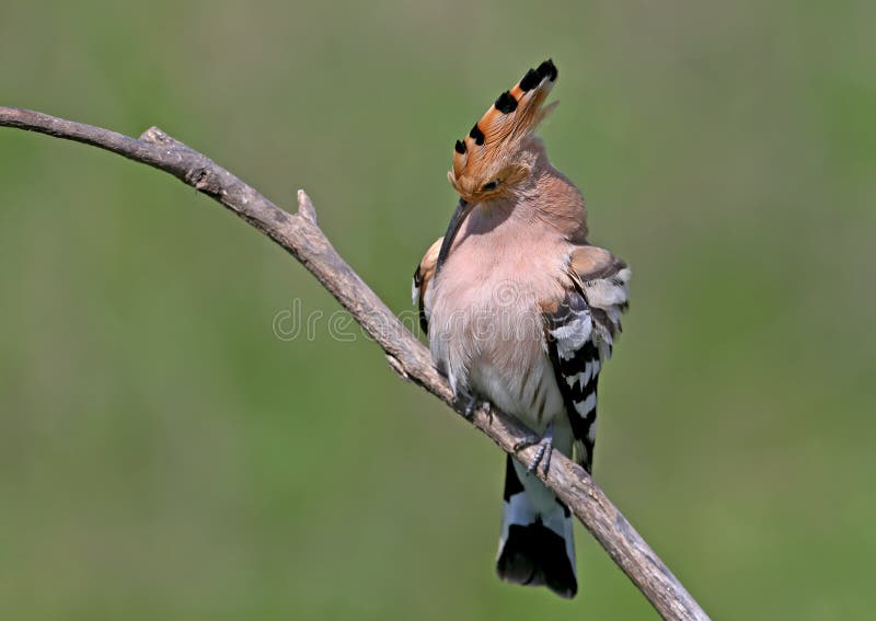 Hoopoe sits on a sloping branch with his front to the photographer. A close-up of a photo hoopoe sits on a branch on a blurred green background and cleans its royalty free stock image